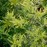 Oriental Limelight Sage